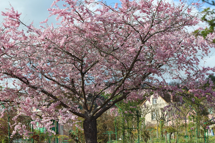 Giverny cerisier japonais en fleurs